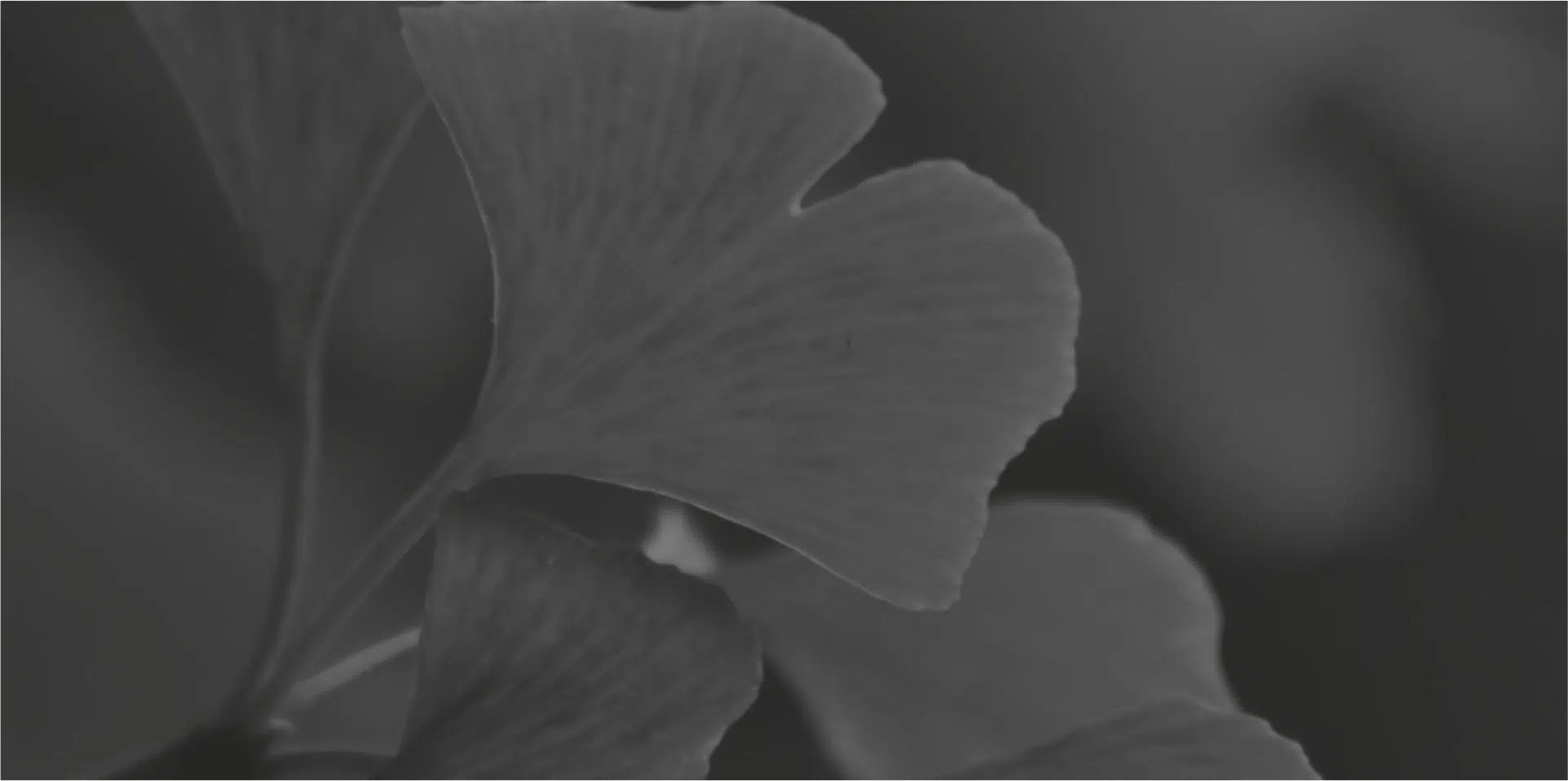 Flower Height